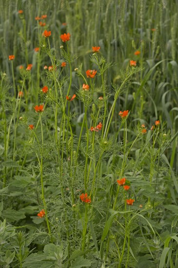 Summer Pheasant's Eye