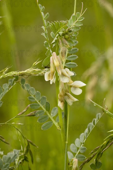 Hungarian Vetch