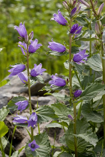 Giant Bellflower