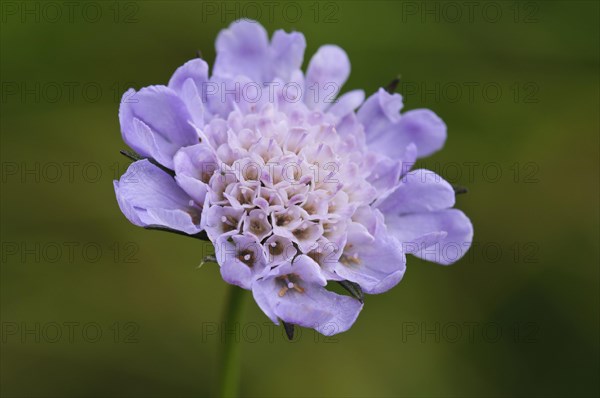 Field Scabious