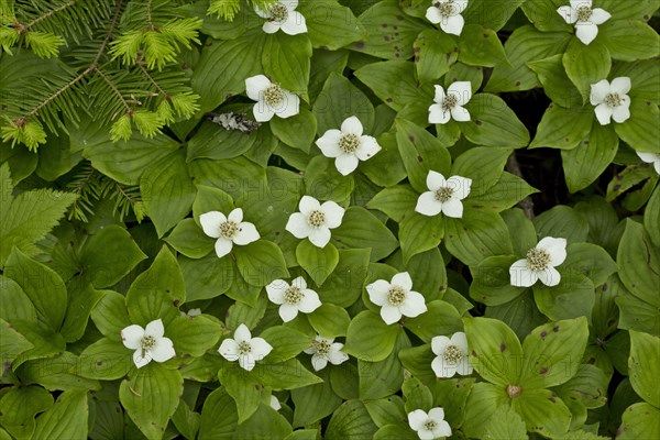 Canadian Bunchberry