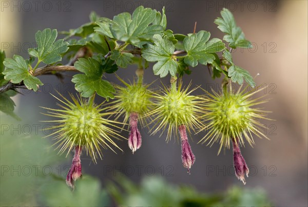 Close-up of fruit from Sierra gooseberry