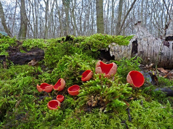 Fruiting body of scarlet elf cup