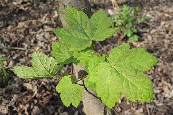 Sycamore