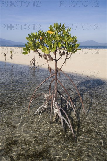 Mangrove