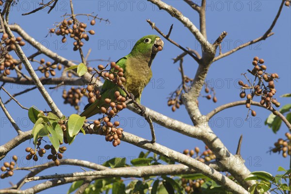 Adult olive parakeet