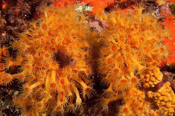 Yellow cluster anemone