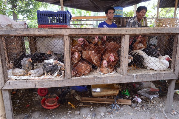 Domestic chickens for sale