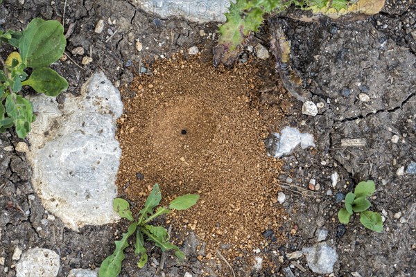 Cone-shaped trap of an antlions