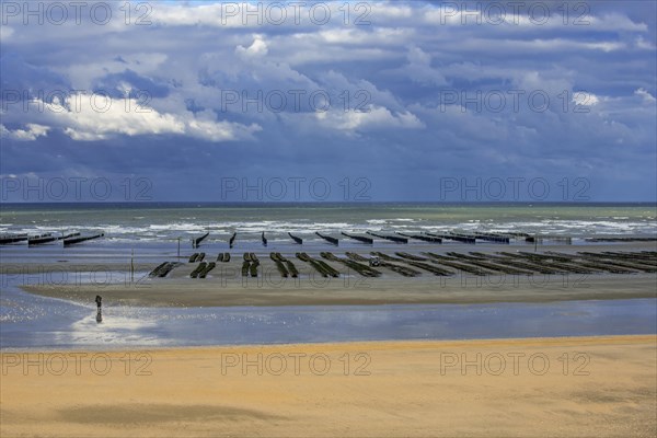 Farmed oysters