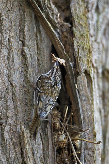 Eurasian treecreeper