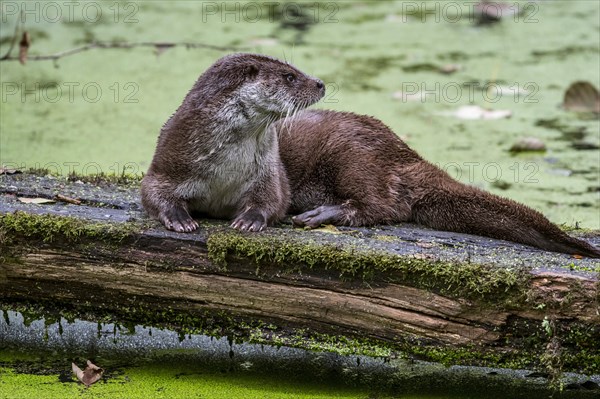 European european otter