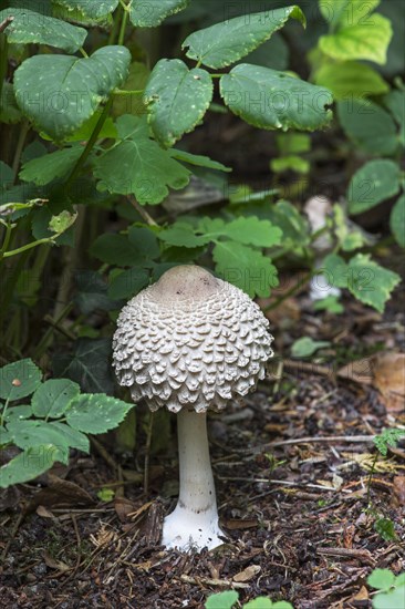 Young parasol mushroom