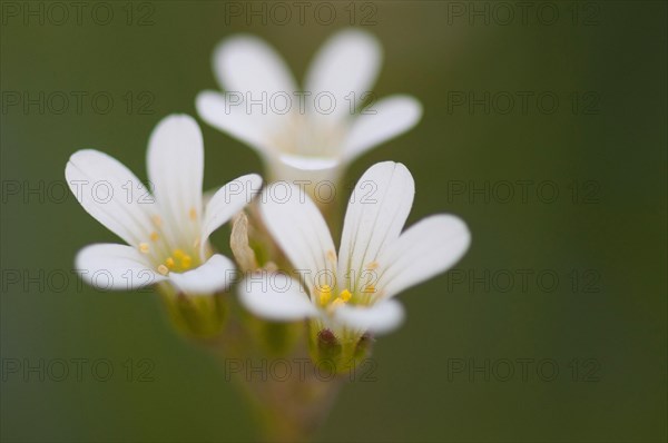 (Saxifraga granulata)