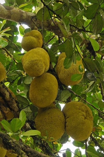 Jackfruit tree