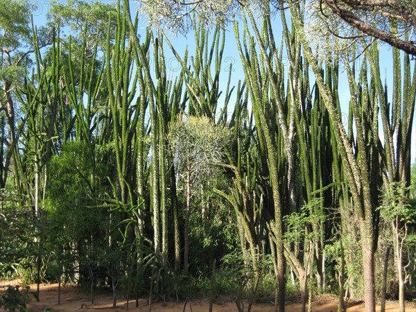 Didiereaceae
