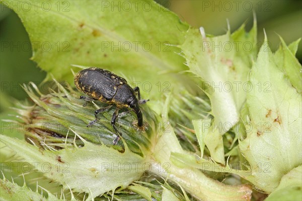 Elongated thistle weevil