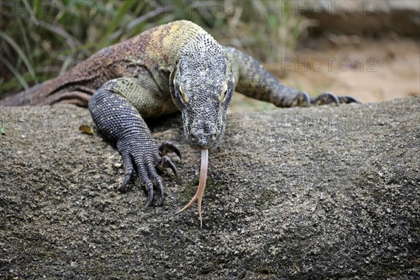 Komodo dragon