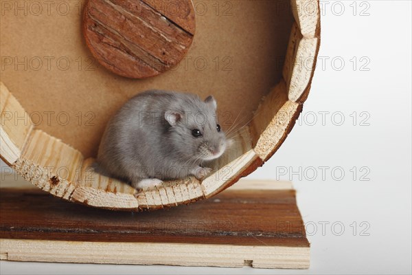 Campbell's Russian Dwarf Hamsters