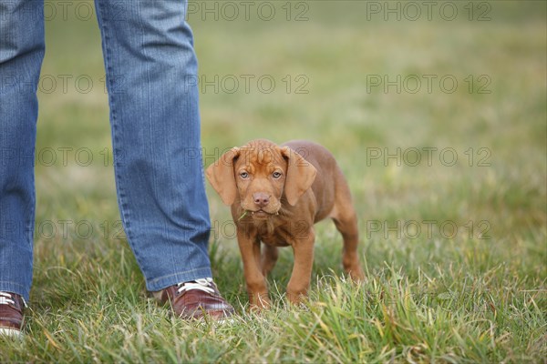 Shorthaired Hungarian Pointing Dog