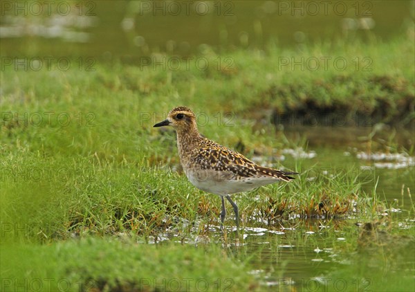 Pacific golden plover