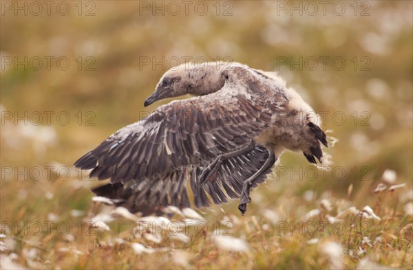 Great Skua