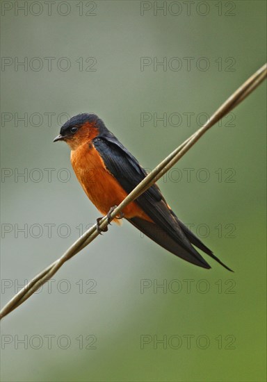 Ceylon Swallow