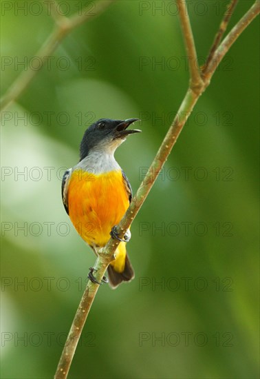 Orange-bellied Flowerpecker