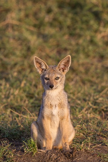 Black-backed jackals