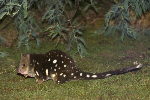 Giant marsupial