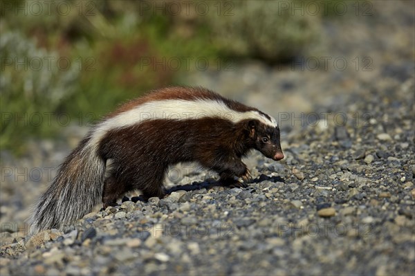 Patagonian Hog-nosed Skunk