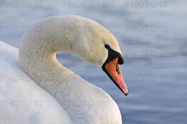 Mute Swan