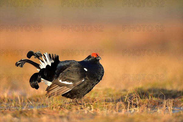 Black grouse