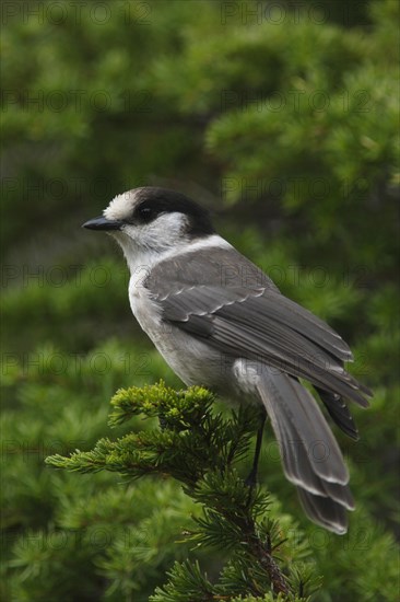 Grey Jay