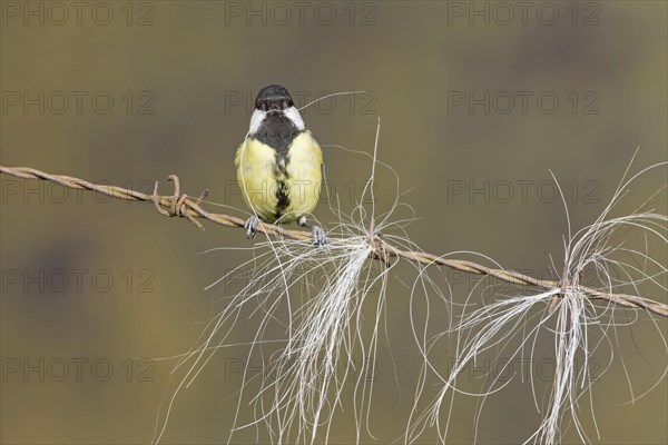 Great Tit