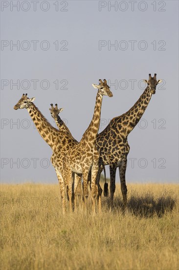 Masai giraffe