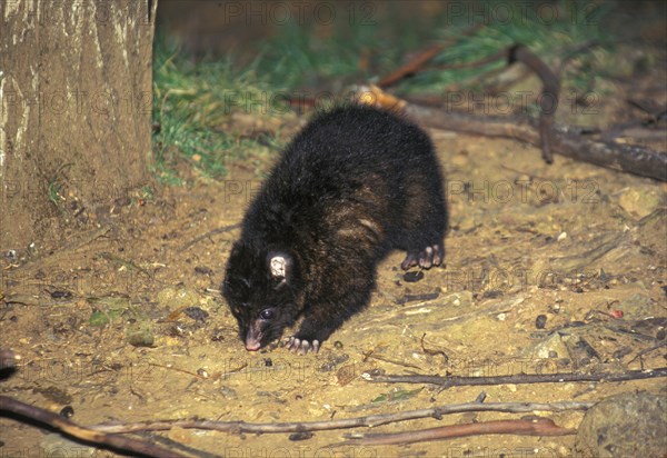 Common common brushtail possum