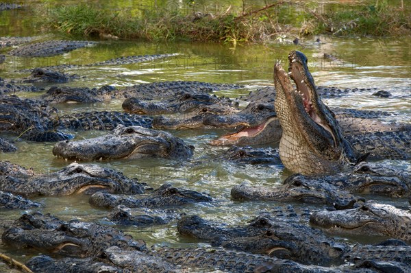 American american alligator