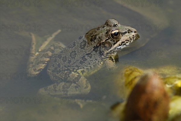 Iberian Marsh Frog