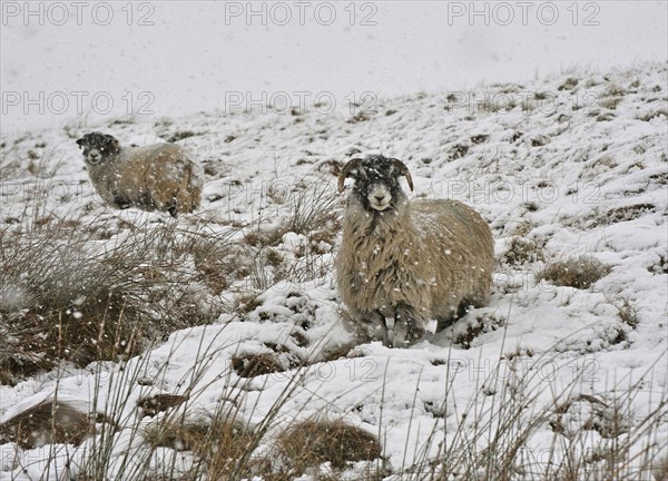 Domestic sheep