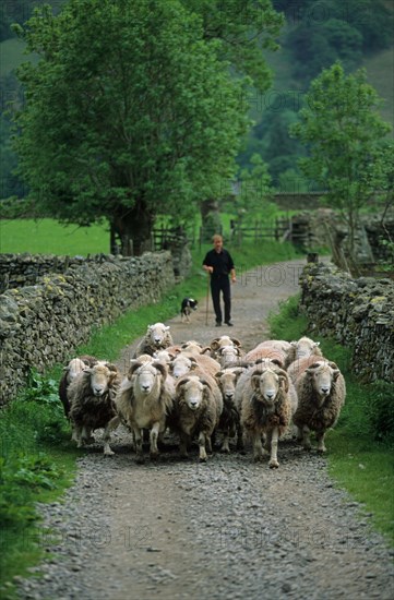 Sheep farming