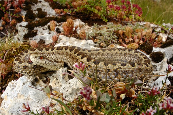 Meadow viper