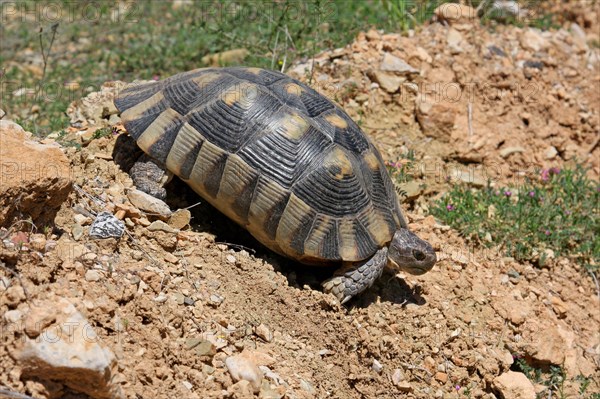 Marginated Tortoise