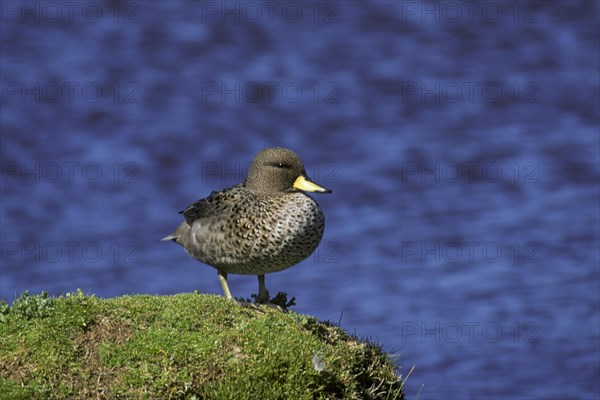 South American Teal