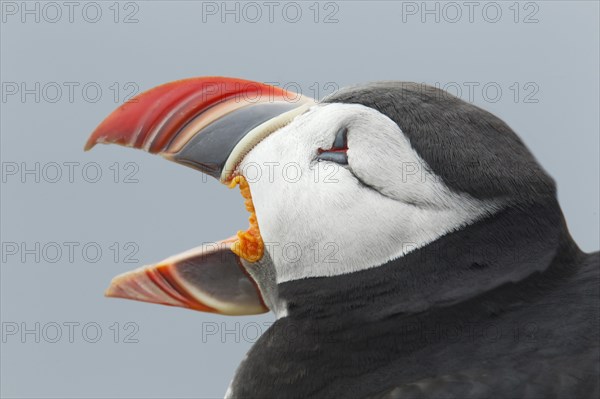 Atlantic Puffin