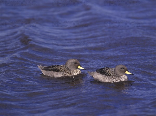 South American Teal
