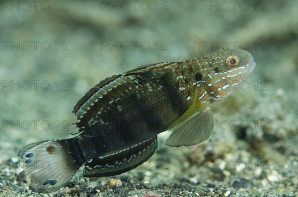 Banded Goby