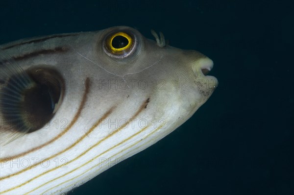 Striped puffer