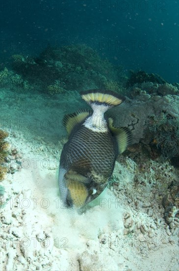 Giant Triggerfish