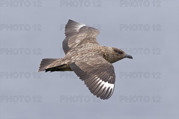 Great Skua